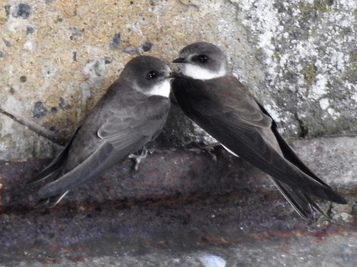 Sand Martin