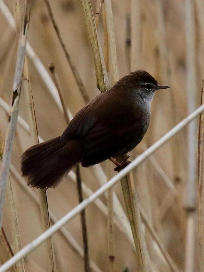 Cetti's Warbler
