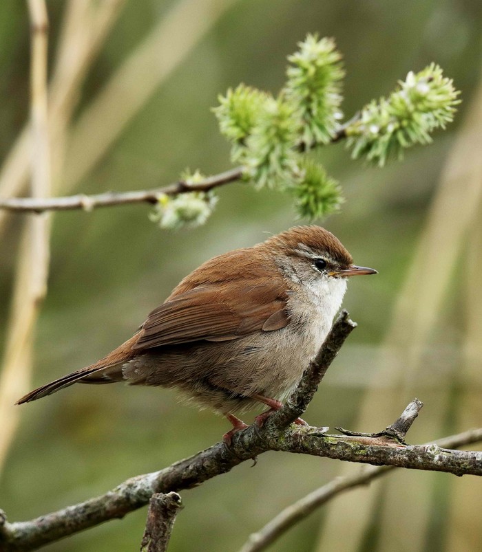 Cetti's Warbler