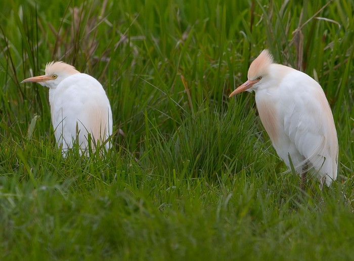 Cattle Egret
