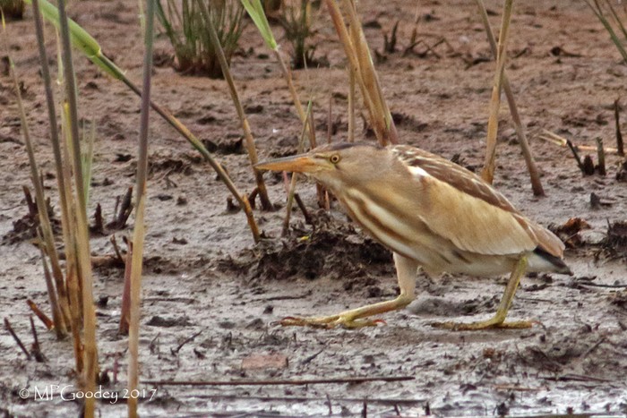 Little Bittern
