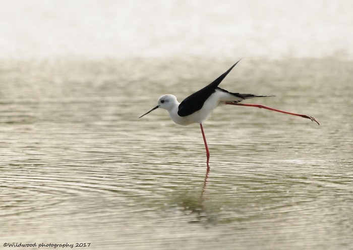 Black-winged Stilt