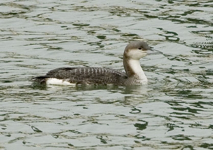 Black-throated Diver