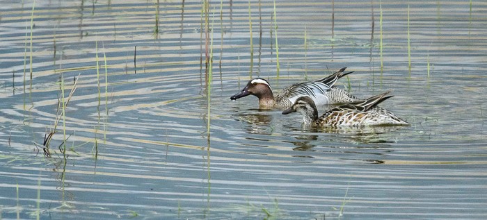 Garganey