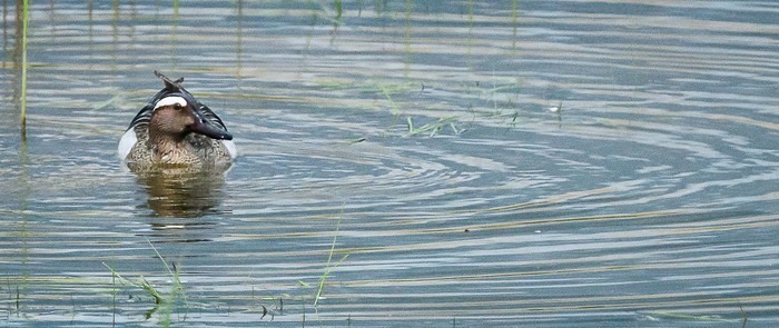 Garganey