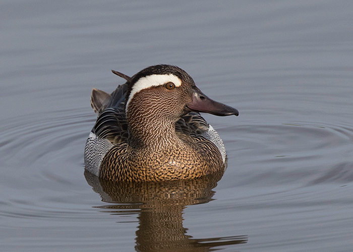 Garganey