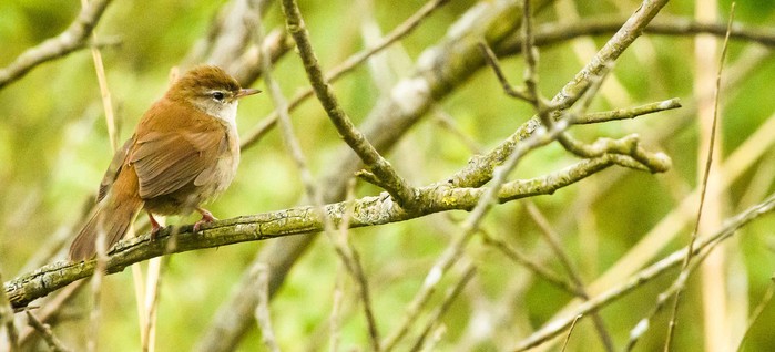 Cetti's Warbler