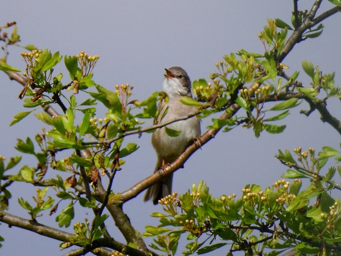 Whitethroat