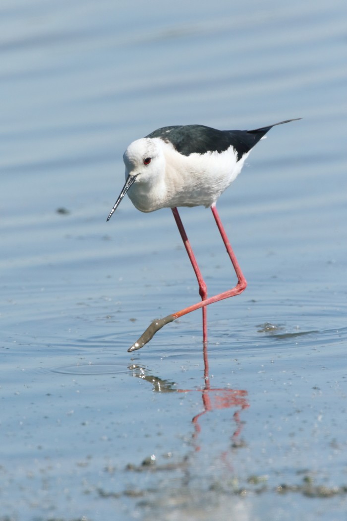Black-winged Stilt
