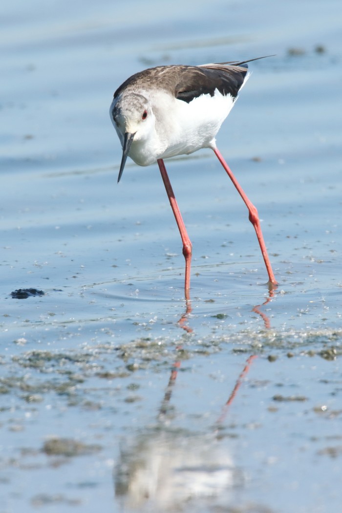 Black-winged Stilt