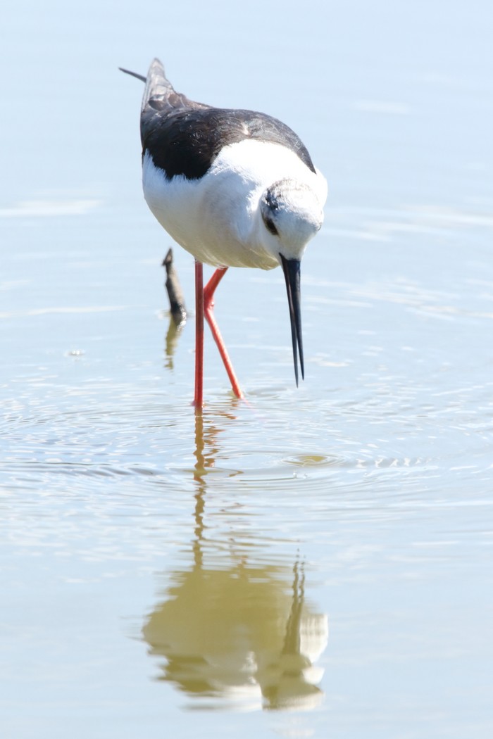 Black-winged Stilt