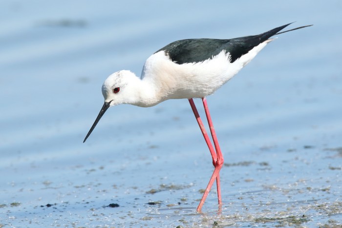 Black-winged Stilt