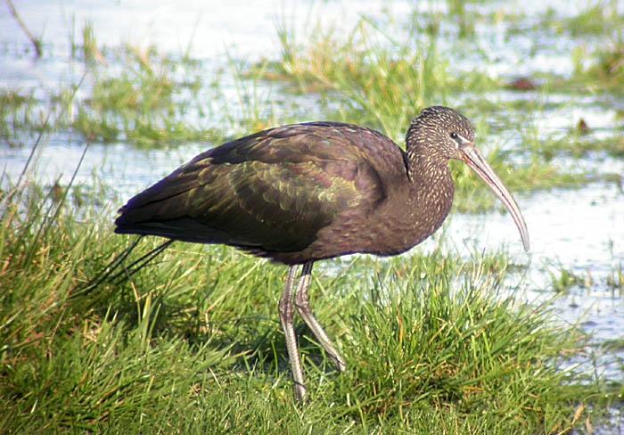 Glossy Ibis