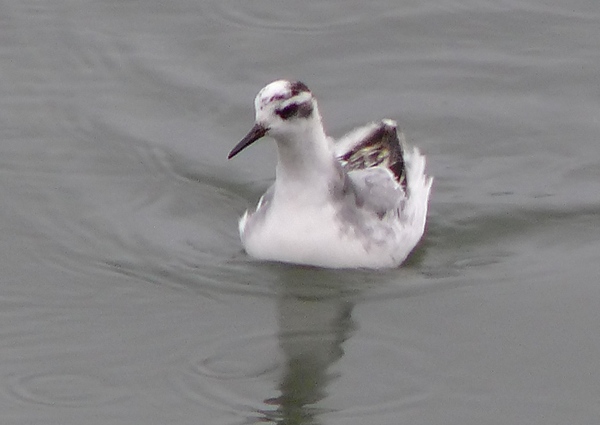 Grey Phalarope