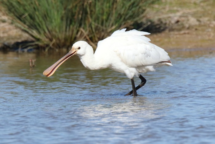 Spoonbill