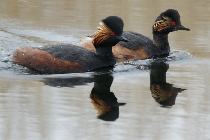 Black-necked Grebe