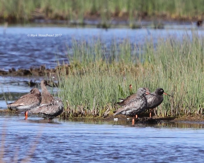 Spotted Redshank