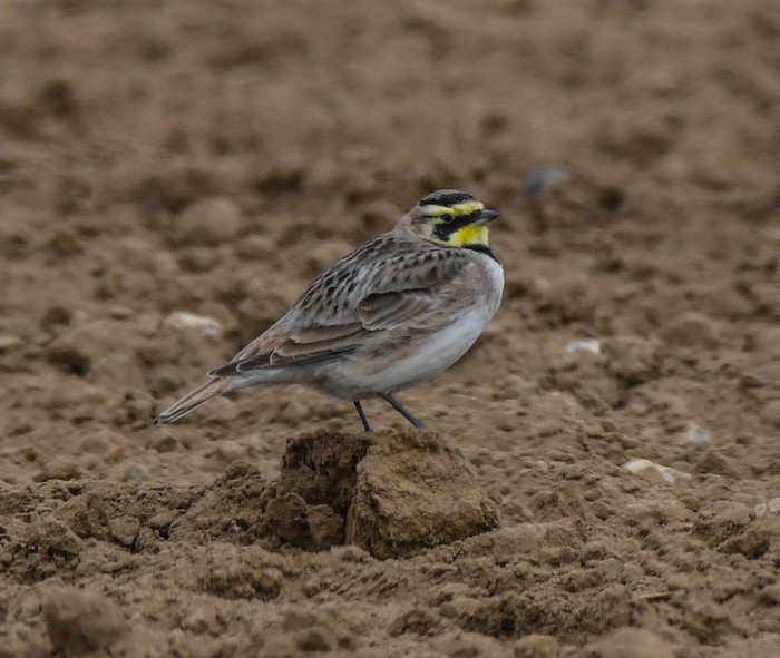 Shorelark