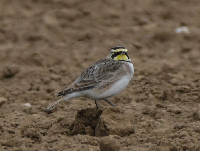 Shorelark