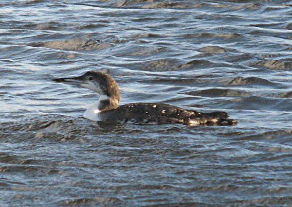 Great Northern Diver