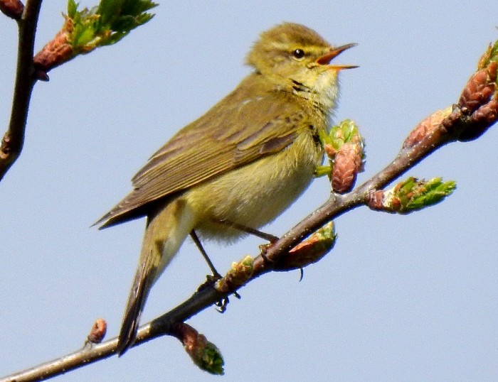 Willow Warbler