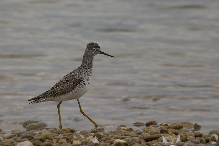 Lesser Yellowlegs