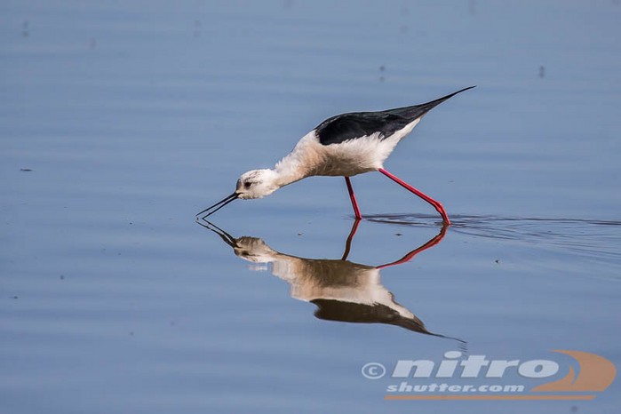 Black-winged Stilt