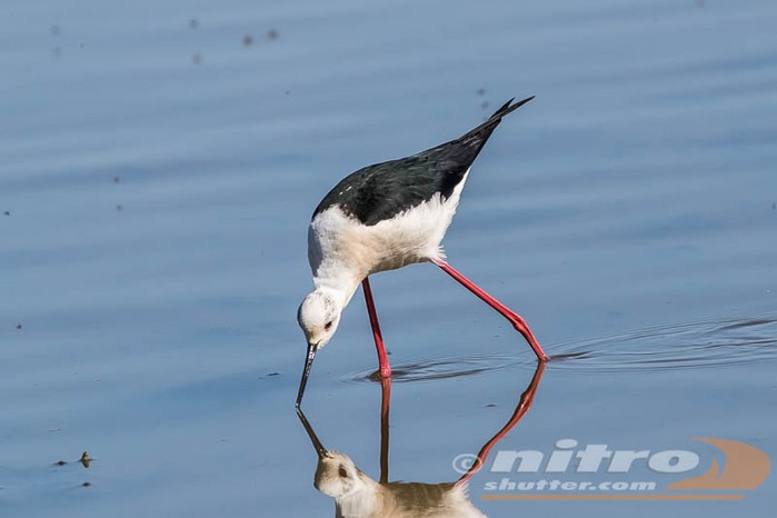 Black-winged Stilt