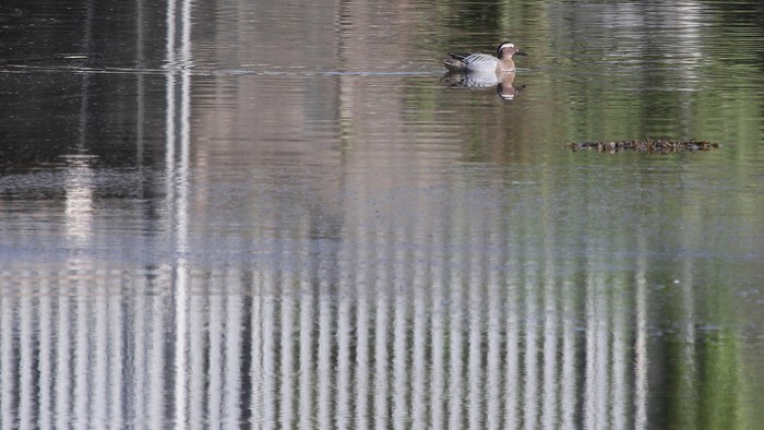 Garganey