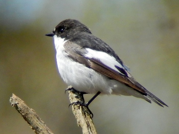 Pied Flycatcher