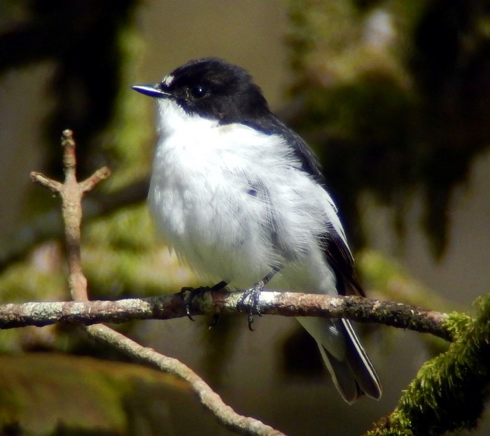 Pied Flycatcher