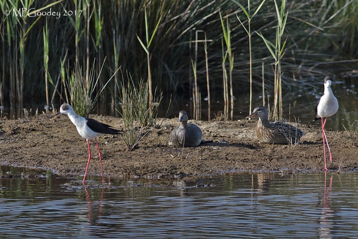 Black-winged Stilt
