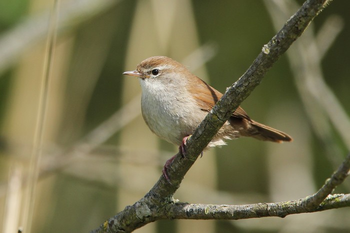 Cetti's Warbler