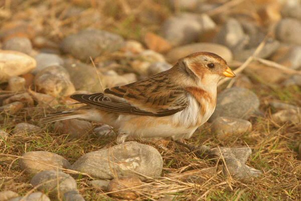 Snow Bunting