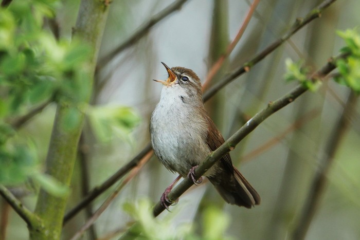 Cetti's Warbler