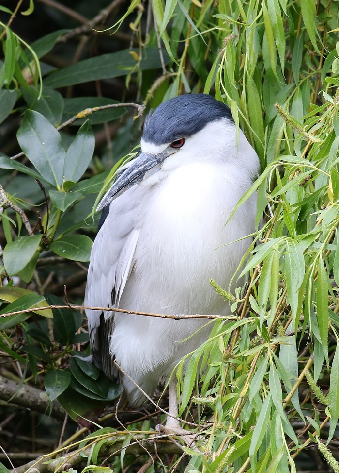 Night Heron