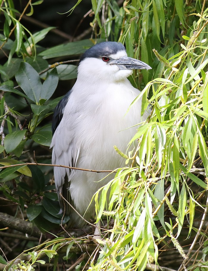 Night Heron