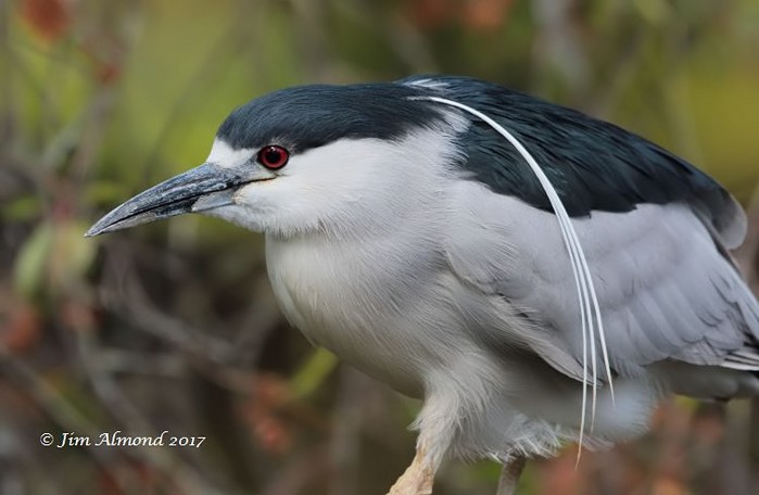 Night Heron