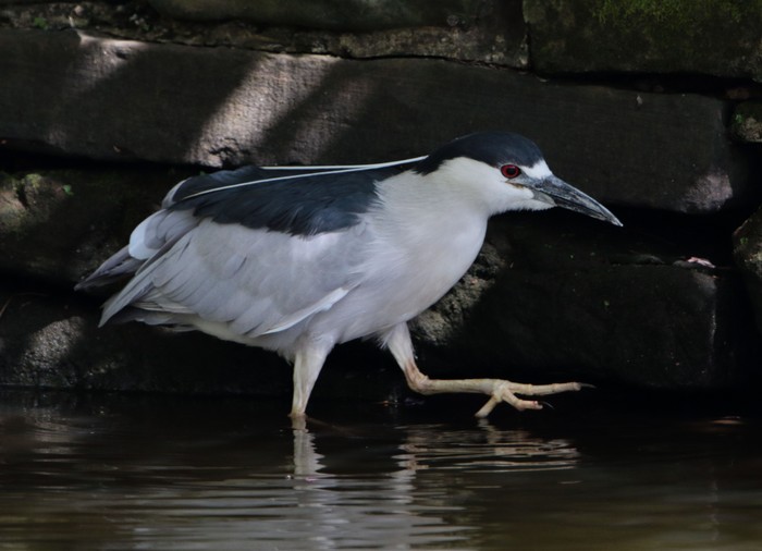 Night Heron