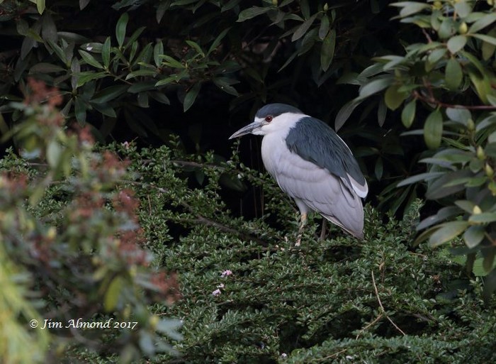Night Heron