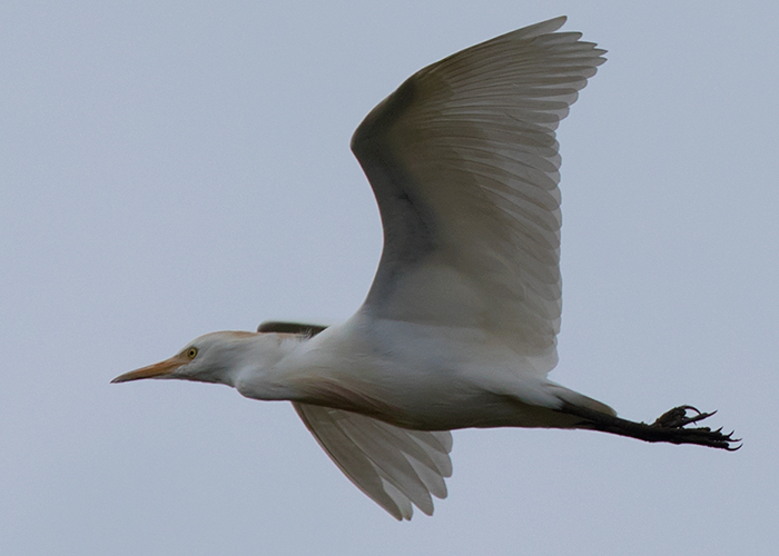 Cattle Egret