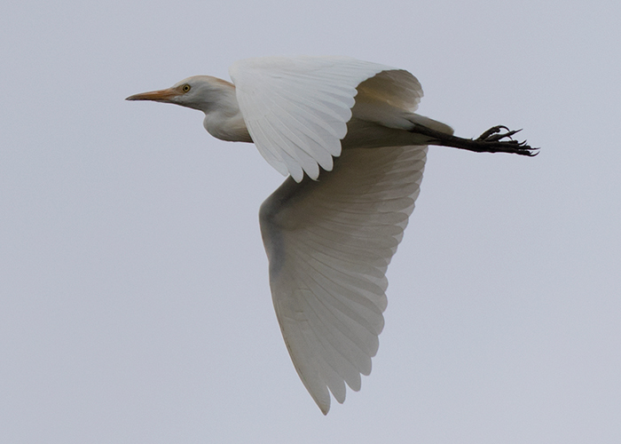Cattle Egret