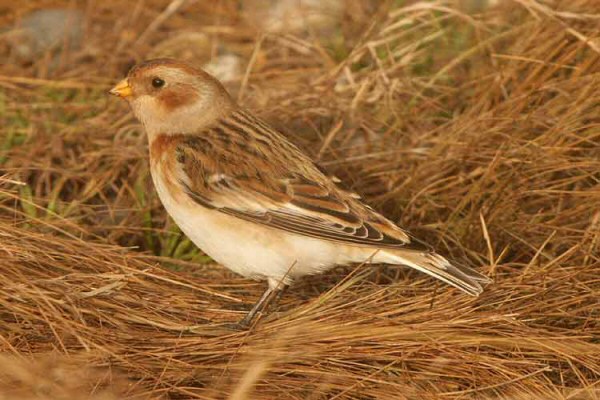 Snow Bunting