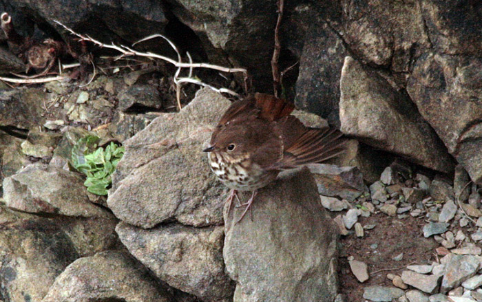 Hermit Thrush