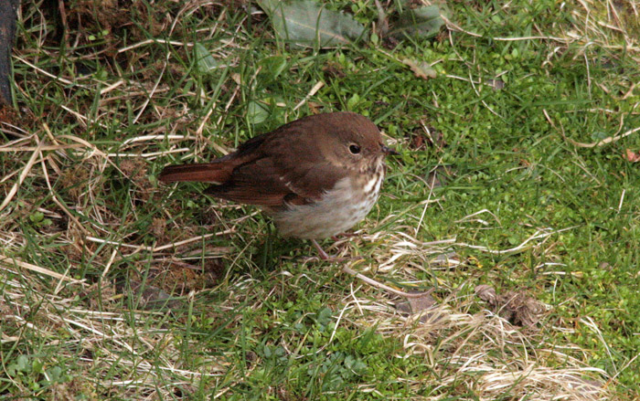 Hermit Thrush