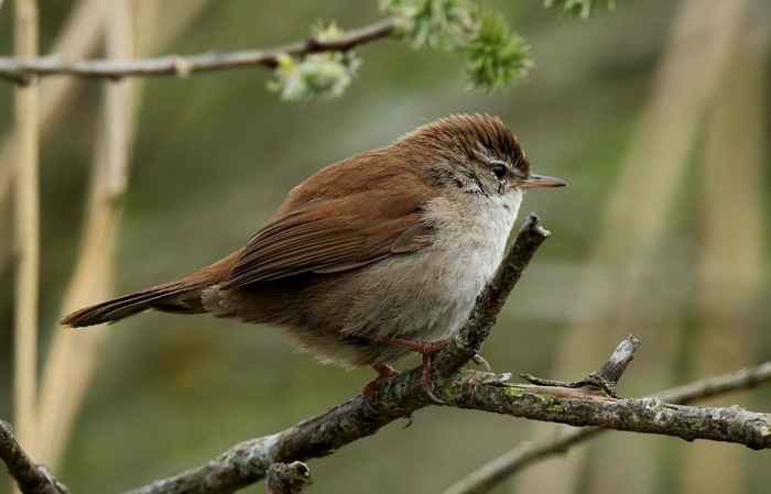 Cetti's Warbler