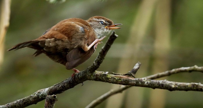 Cetti's Warbler
