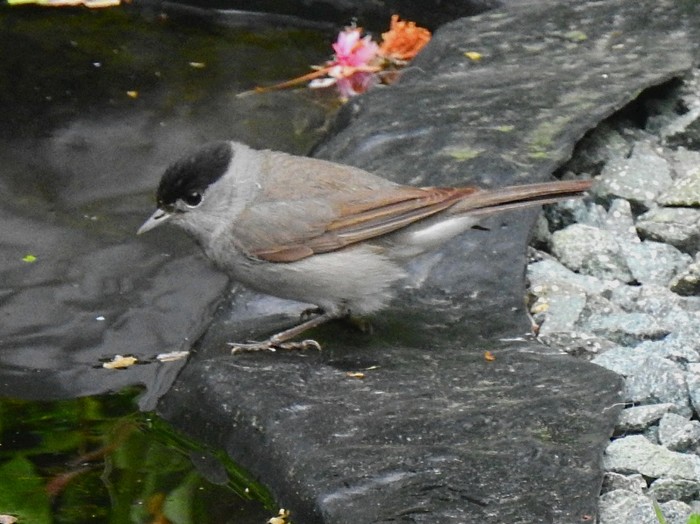 Blackcap
