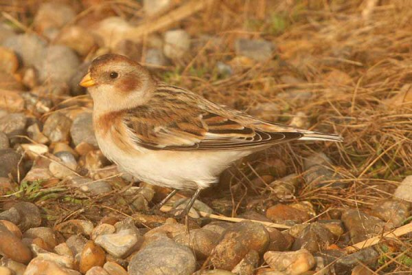 Snow Bunting