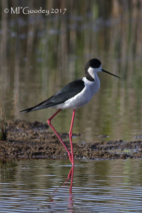 Black-winged Stilt